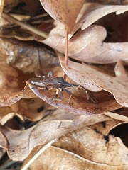 Dicranocephalus albipes