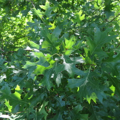 Quercus