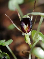Corybas trilobus aggregate
