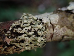 Menegazzia subsimilis