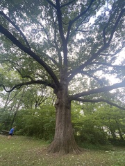 Quercus macrocarpa