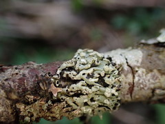 Menegazzia subsimilis