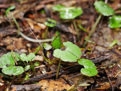 Corybas trilobus aggregate