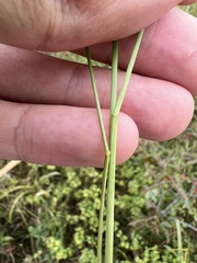 Poa pratensis