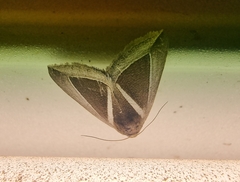 Chalciope alcyona