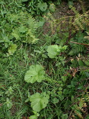 Geum macrophyllum