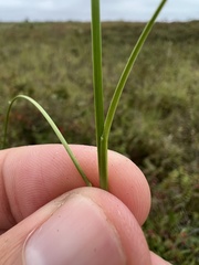 Poa pratensis