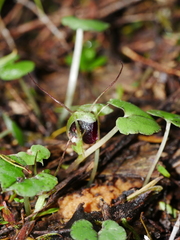 Corybas trilobus aggregate