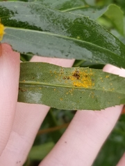 Coleosporium solidaginis