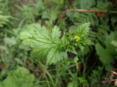 Geum macrophyllum