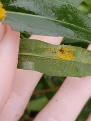 Coleosporium solidaginis