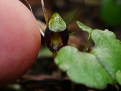 Corybas trilobus aggregate