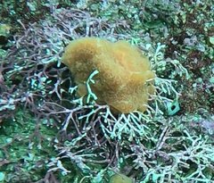 Distaplia occidentalis