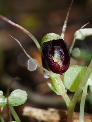 Corybas trilobus aggregate