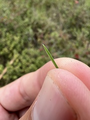 Poa pratensis
