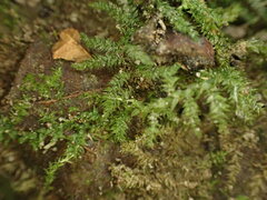 Pseudotaxiphyllum elegans