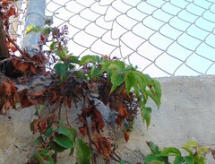 Parthenocissus quinquefolia