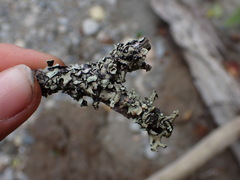 Hypotrachyna sinuosa