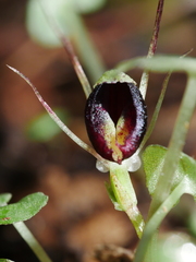 Corybas trilobus aggregate