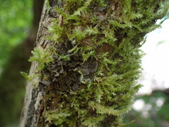 Scytinium polycarpum