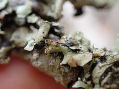 Hypotrachyna sinuosa