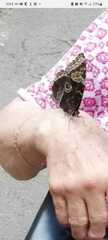 Satyrinae