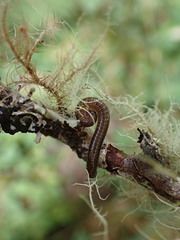 Diplopoda