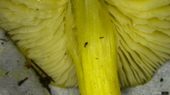 Tricholoma subsejunctum