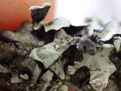 Hypotrachyna sinuosa