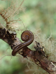 Diplopoda