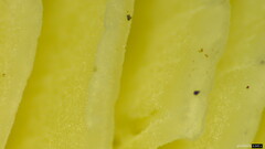 Tricholoma subsejunctum