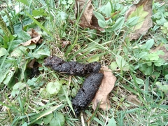 Urocyon cinereoargenteus