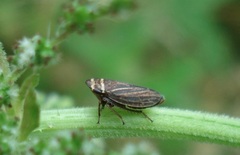 Aphrodes makarovi