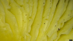 Tricholoma subsejunctum