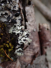 Menegazzia subsimilis