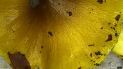 Tricholoma subsejunctum