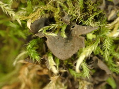 Scytinium polycarpum