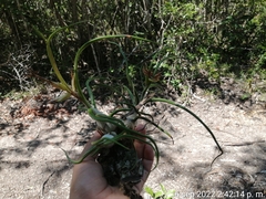 Tillandsia bulbosa
