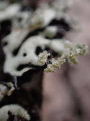 Menegazzia subsimilis