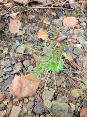 Equisetum arvense