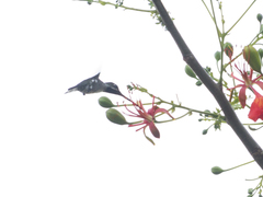 Heliomaster longirostris