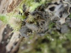 Scytinium polycarpum