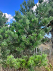 Pinus thunbergii