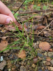 Equisetum arvense
