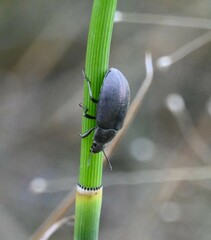 Bothrotes canaliculatus