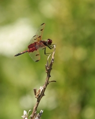 Celithemis elisa