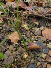 Equisetum arvense