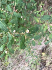 Hypericum walteri