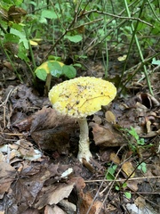 Amanita muscaria