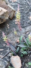 Lachenalia membranacea